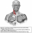 /album/fotogalerie-hlava/sternocleidomastoideus-1-png/